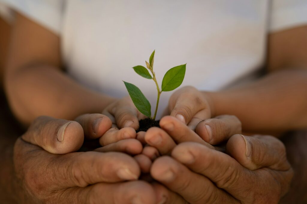 Child holding young green plant in hands