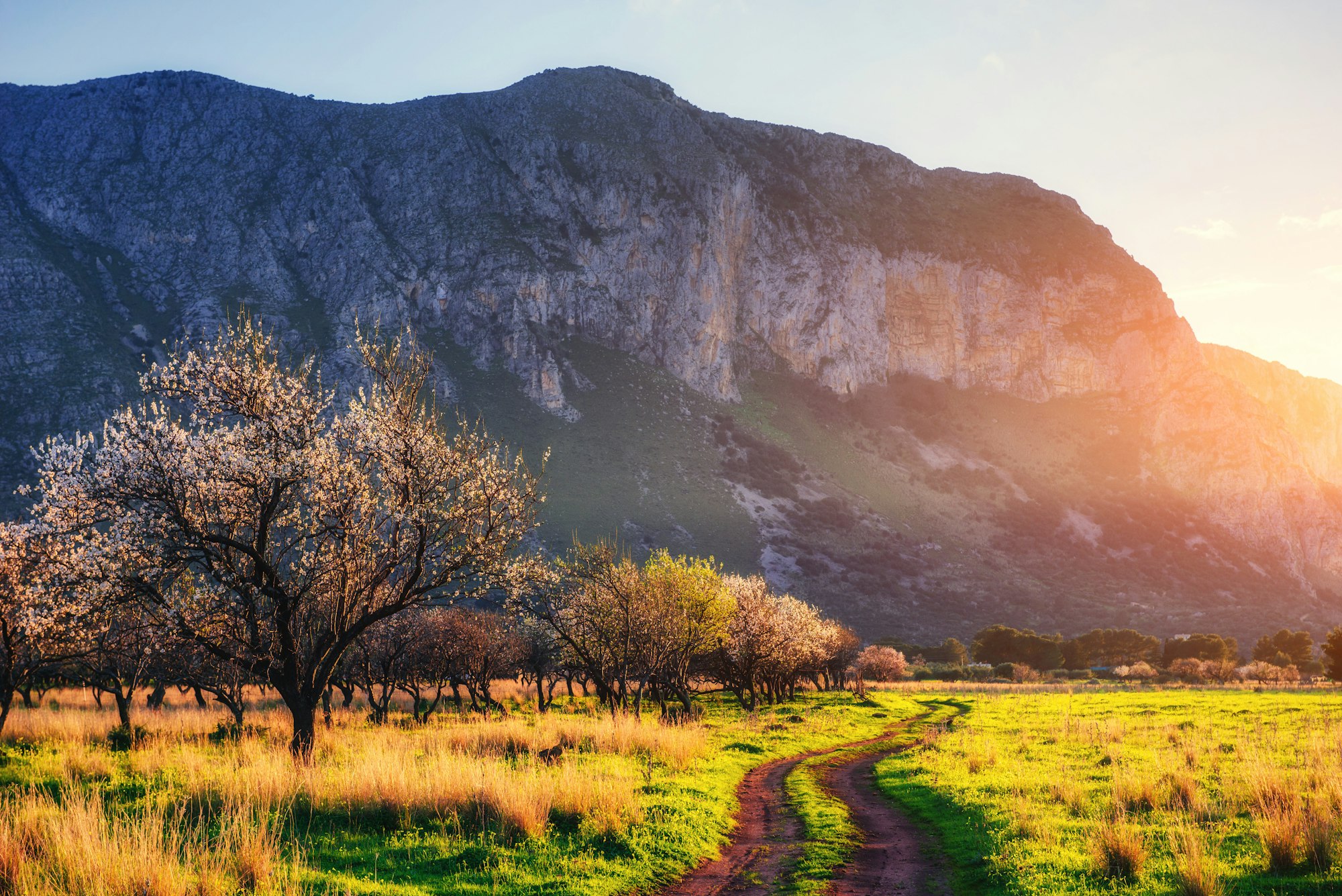 flowering trees at sunset in the mountains