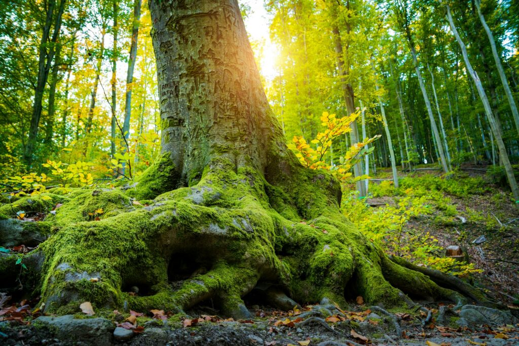 Roots of big tree on a forest