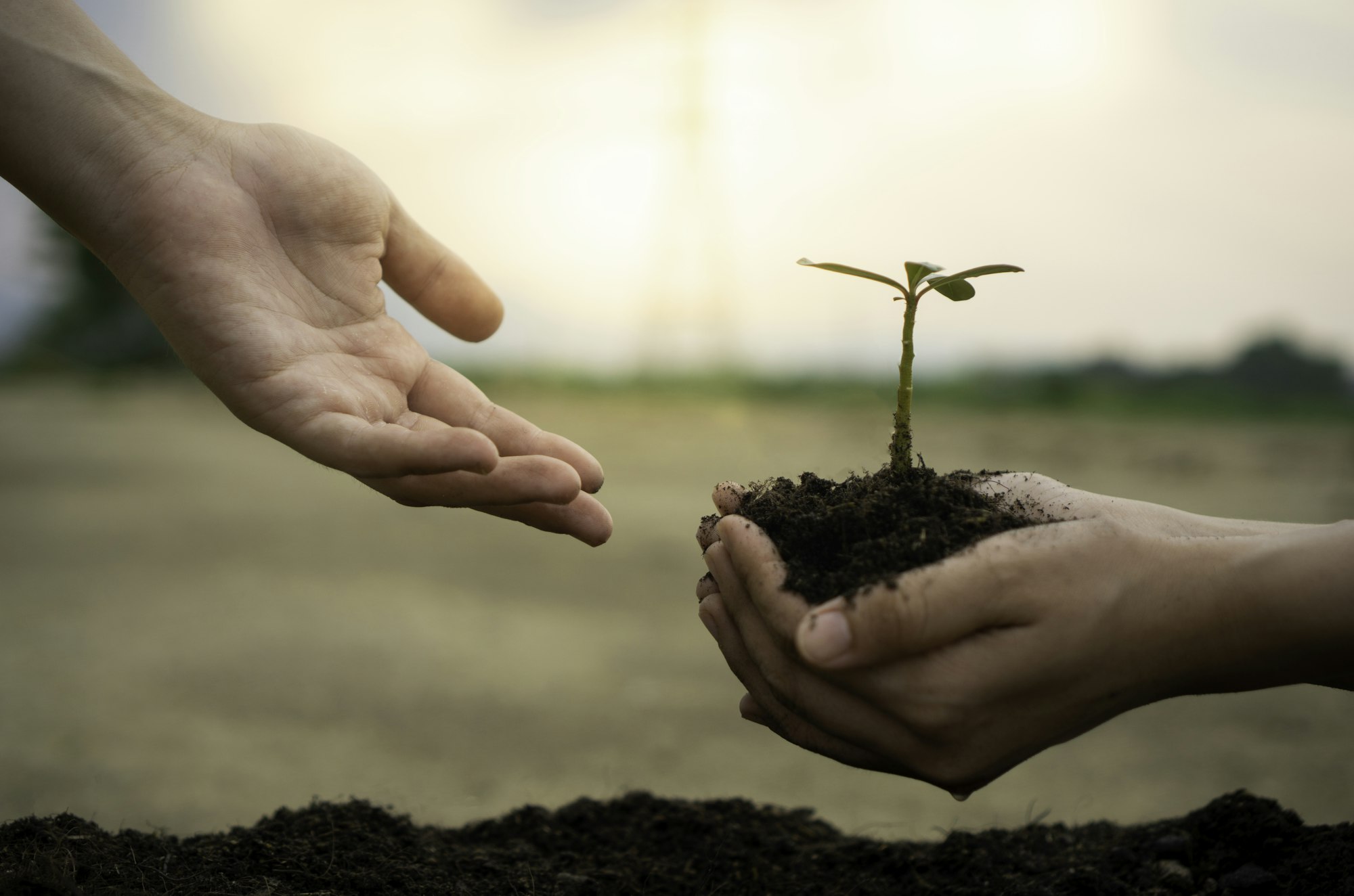 young man gardener, planting tree in garden, gardening and watering plants.