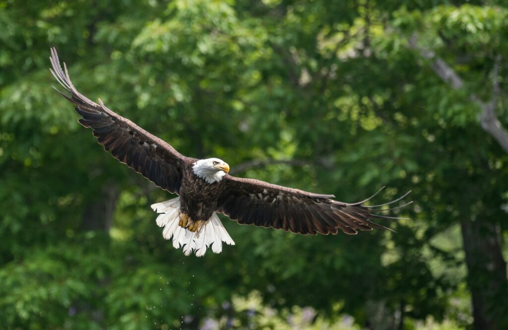 A Bald Eagle in Flight