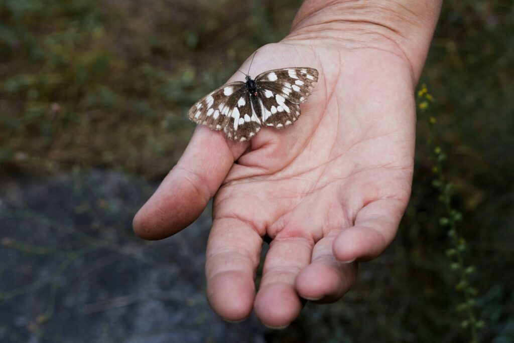 A butterfly on a hand