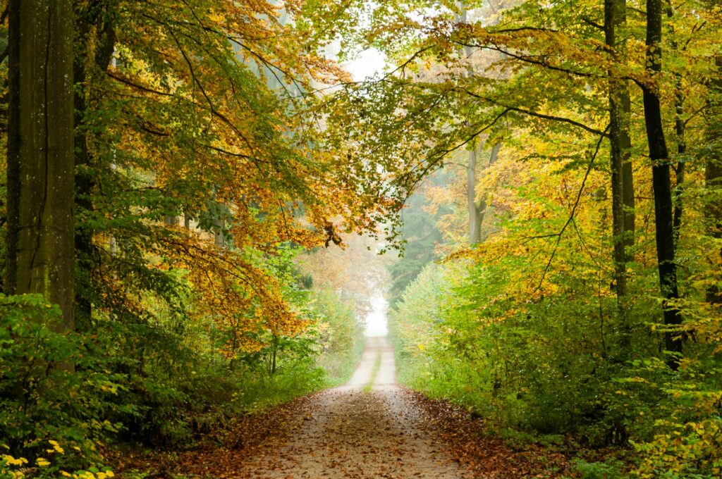 Forest in fog with autumn beech leaves (Fagus sylvatica), Germany